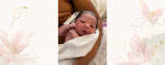 Newborn Baby Swaddled - Newborn Baby Swaddled Acorn Birth Center Newborn Baby Swaddled