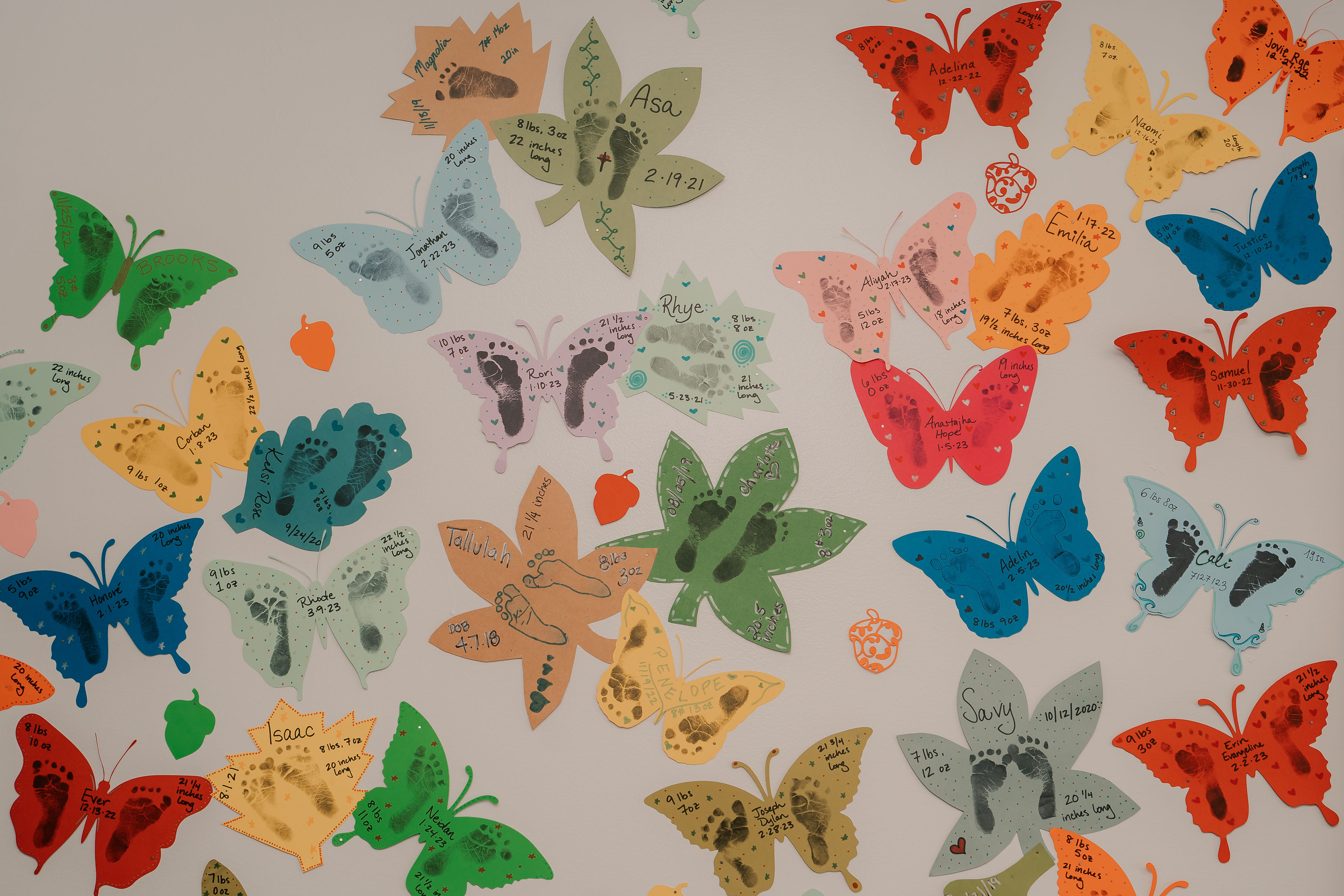 Butterflies on Wall in Room